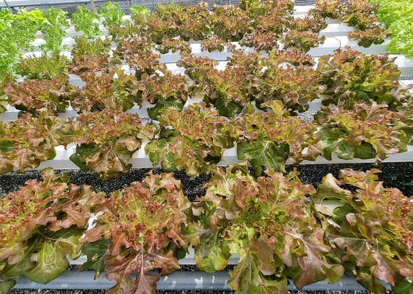 Organic Red Coral Lettuce in Hydroponics farming.