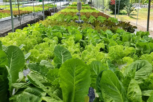 Organic Vegetables such as Lactuca sativa var crispa in Hydroponics farming.