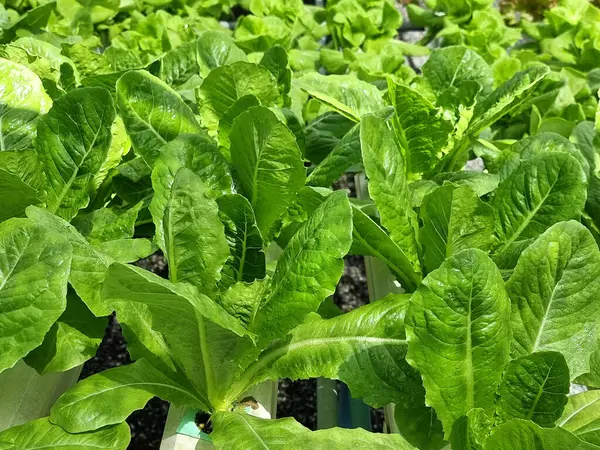 Organic Lettuce in Hydroponics farming.