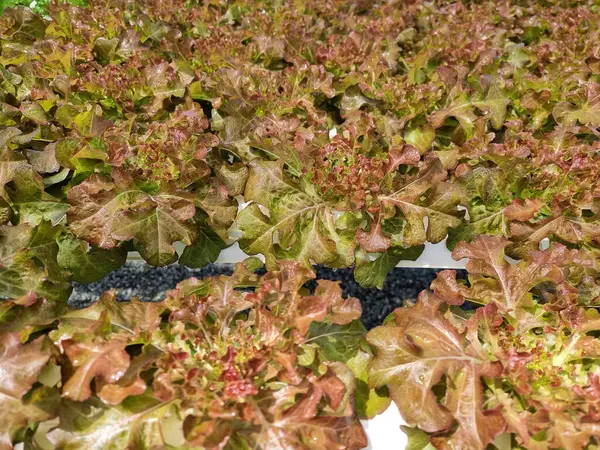 Organic Red Coral Lettuce in Hydroponics farming.