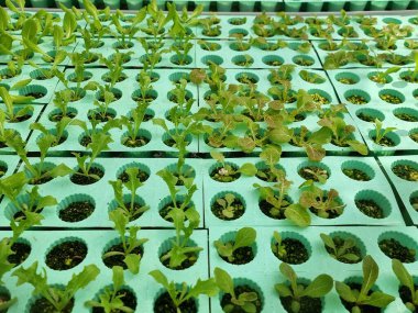 Hidrofonik çiftçilikte organik Lactuca filizlenmesi.