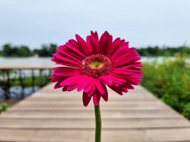 Bulanık bir nehir ve gökyüzü arka planında tek bir mor Gerbera çiçeği..