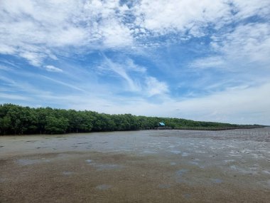 Deniz kıyısındaki Mangrove ormanının mavi gökyüzü arka planında bulutlar