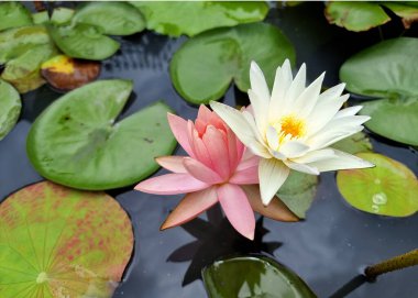 Pembe ve sarı nilüfer veya yeşil yapraklı nilüfer..