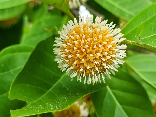 Nauclea Orientalis ağacının küresel kabartması.