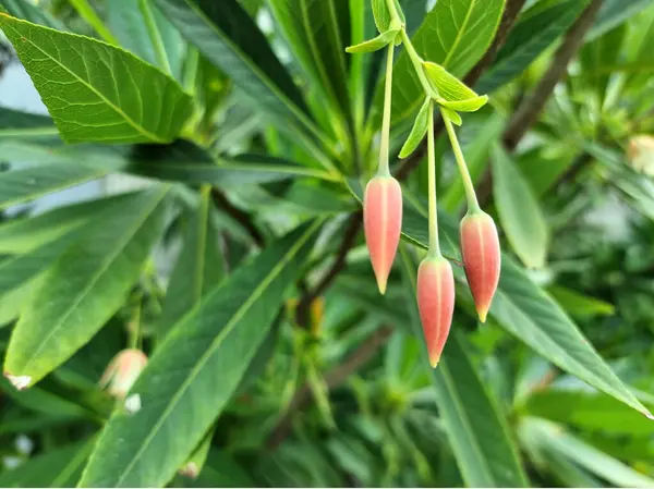 Yakın plan Khrai yoi veya Elaeocarpus grandiflorus bahçede.