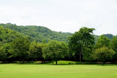 Bahçede bir grup ağaç ve dağ manzaralı yeşil çimen tarlası..