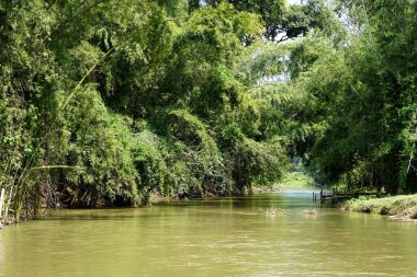 Orman arazisindeki doğa akıntısı