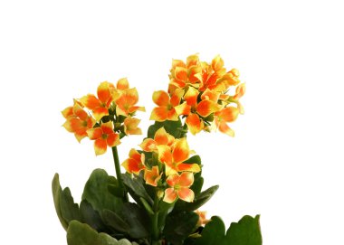 Güzel Kalanchoe çiçekleri beyaz arka planda izole edilmiş..