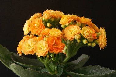 Kalanchoe portakal çiçeği koyu arkaplanda