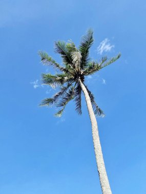 Hindistan cevizi palmiye ağaçlarının mavi gökyüzü arka plan temizleyin