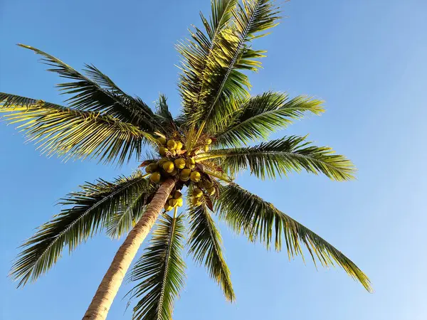 Kokosnoot Palmboom Met Kokosnoten Blauwe Lucht Achtergrond Stockafbeelding