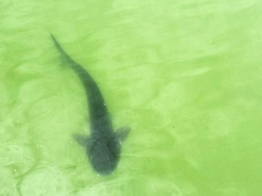 Nehirdeki balığın üst görüntüsü