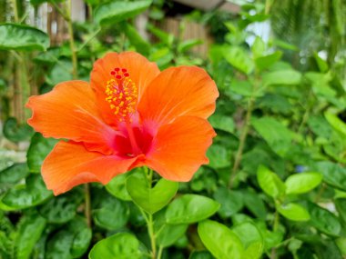 Bahçedeki bulanık yeşil yapraklar üzerinde turuncu Hibiscus çiçeği