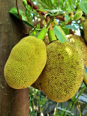 Kriko ağacındaki meyveler incir, dut ve ekmek meyvesi familyasından bir türdür. Kökeni Güney Hindistan 'ın Batı Ghat' ları arasındaki bölgedir..