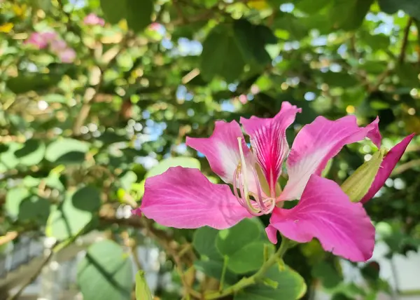 Bahçedeki Bauhinia Purpurea ya da Chongkho çiçekleri, Fabaceae familyasından Hindistan 'da yetişen bir bitki türü.