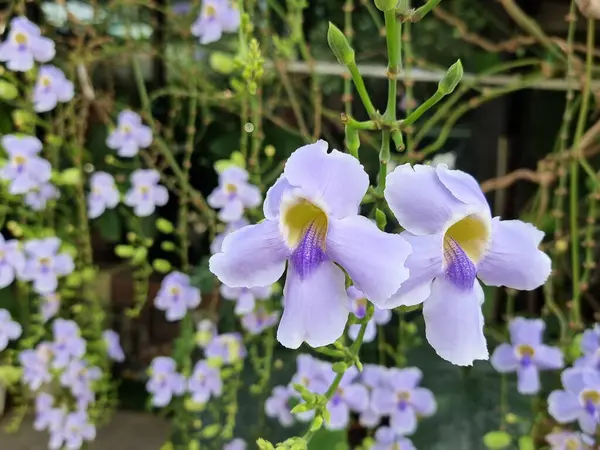 The beautiful Thunbergia grandiflora flowers in the garden: Common names include Bengal clock vine, Bengal trumpet, blue skyflower, blue thunbergia, blue trumpet vine, clock vine, skyflower and skyvine.