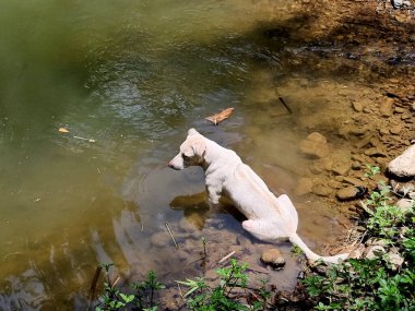 Beyaz köpek derede oturuyor..