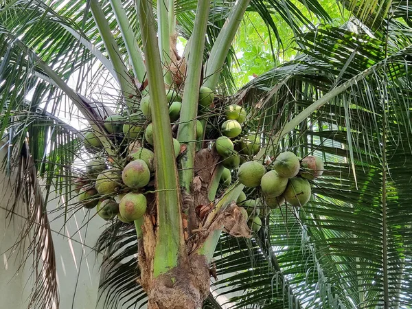 Coconut palm tree with coconut balls in the plantation.