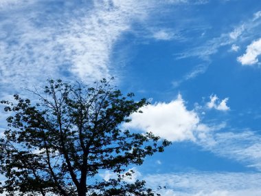 Mavi gökyüzü arkaplanındaki yaprak döken ağacın perspektifi