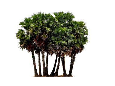 Beyaz arkaplanda izole edilmiş şeker palmiyesi grubu