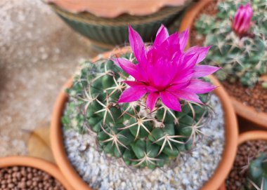 Bahçesinde güzel mor çiçekler olan jimnastik kaktüsü..