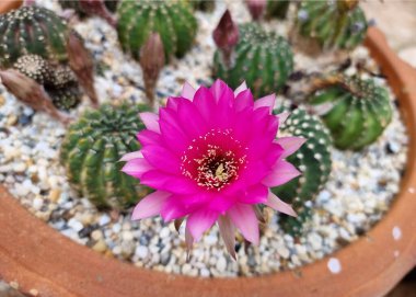Bahçesinde güzel mor çiçekleri olan Echinopsis kaktüsü..