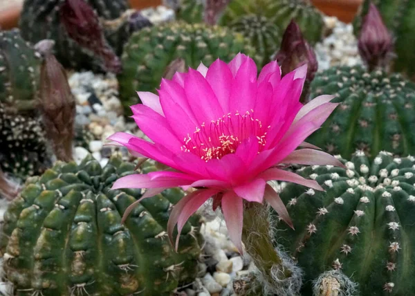 Bahçesinde güzel mor çiçekleri olan Echinopsis kaktüsü..