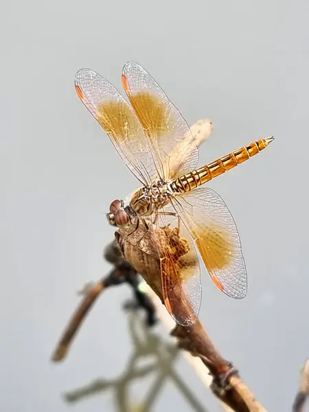 Kanal tarafındaki ağaç dalında Dragonfly 'ın dikey görüntüsü ve bulanık arkaplan.