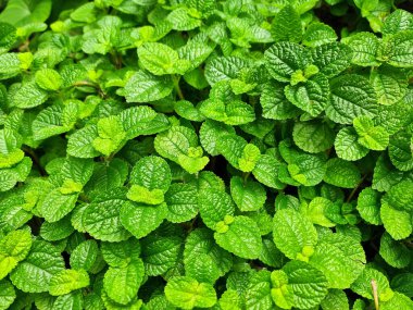 Bahçedeki yeşil yaprakların perspektifi Pilea nummulariifolia.