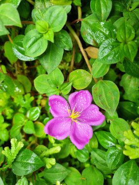 Mor Malabar melastomunun dikey görüntüsü yeşil yaprakların üzerine su damlası damlatıyor..