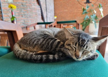 Çizgili ve tekir kedi sandalyede uyuyor..