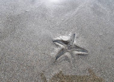 Deniz yıldızının perspektifi sahilde kıyıya vurur..