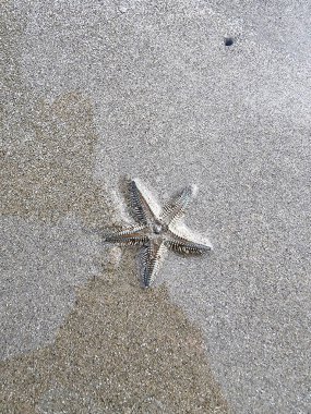Deniz yıldızının dikey görüntüsü sahile vuruyor..