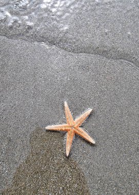Deniz yıldızının dikey görüntüsü plajda takla attı..