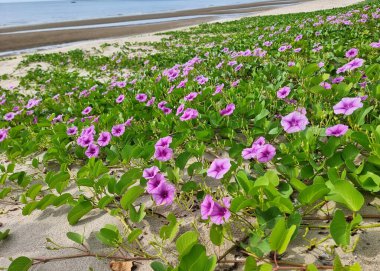 Katang-katang çiçek tarlasından deniz plajlarına bakış açısı.