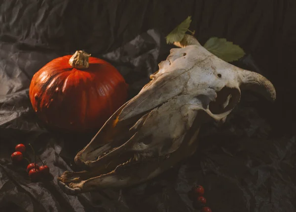橙色秋天南瓜 季节性食物 在动物的头骨旁边 也许是羊或山羊 万圣节神秘而平静的生活 黑色的背景和红色的浆果恐怖的季节 — 图库照片