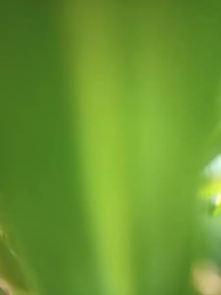 Bahçede yeşil yapraklar