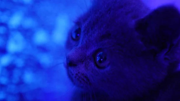 A tiny grey and blue kitten Cat, wide-eyed sits beside a mesmerizing glowing blue background