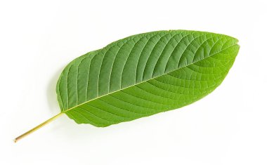 Kratom yapraklı yeşil yapraklı bitkilerin yağları azaltmak için faydaları var.