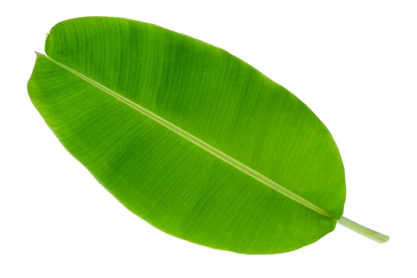 Folha Banana Árvore Tropical Isolado Fundo Branco Com Caminho Clipping — Fotografia de Stock