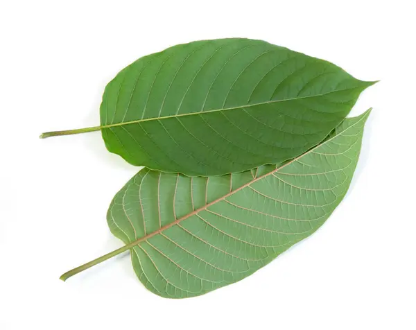 Kratom Leaves Green Leafy Plants Have Benefits Help Reduce Fat — Stock Photo, Image