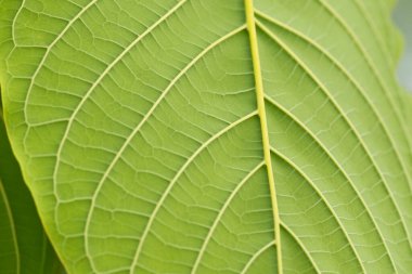 Kratom yapraklı yeşil yapraklı bitkilerin yağları azaltmak için faydaları var.