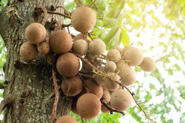 Gülle ağacı. Couroupita guianensis. Kahverengi meyveler.