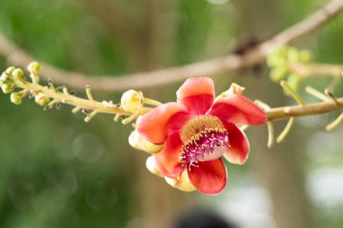 Gülle Ağacı ve çiçek (Sal, Couroupita guianensis)