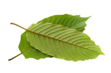 Kratom yapraklı yeşil yapraklı bitkilerin yağları azaltmak için faydaları var.