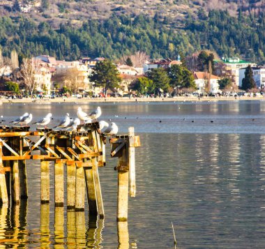 Makedonya 'nın Ohri gölündeki kuşlar 