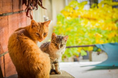 iki Kedi anne ve bir küçük, Vinica, Makedonya 
