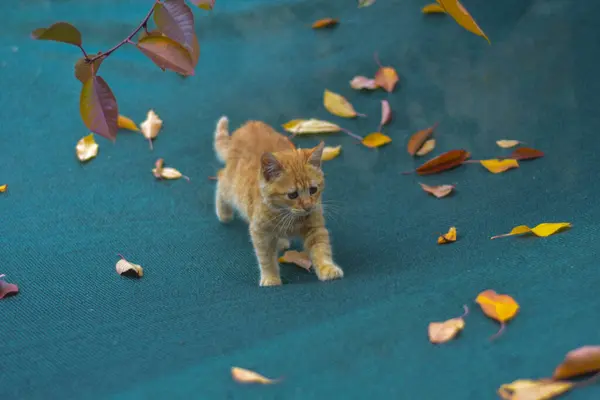 Kočka Podzim Vinica Makedonie — Stock fotografie