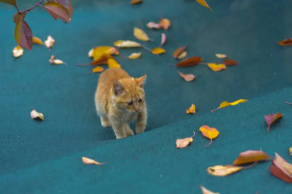 Γάτα Φθινόπωρο Βίνικα Πγδμ — Φωτογραφία Αρχείου